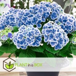 Hydrangea Bicolor 'Bavaria' Blue - Set Van 3 - Pot 9cm - Hoogte 25-40cm 7 Hydrangea Bicolor 'Bavaria' Blue - Set Van 3 - Pot 9cm - Hoogte 25-40cm -Goedkope Planten winkel 1000046207 0103