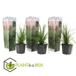 Cortaderia Selloana - Set Van 3 - Siergras - Roze - Pot 9cm - Hoogte 25-40cm -Goedkope Planten winkel 1000046208 0102