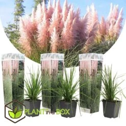 Cortaderia Selloana - Set Van 3 - Siergras - Roze - Pot 9cm - Hoogte 25-40cm -Goedkope Planten winkel 1000046208 0103