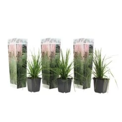 Cortaderia Selloana - Set Van 3 - Siergras - Roze - Pot 9cm - Hoogte 25-40cm