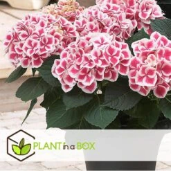 Hydrangea Bicolor 'Camilla' Roze - Set Van 6 - Pot 9cm - Hoogte 25-40cm -Goedkope Planten winkel 1000046213 0102