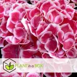 Hydrangea Bicolor 'Camilla' Roze - Set Van 6 - Pot 9cm - Hoogte 25-40cm -Goedkope Planten winkel 1000046213 0103