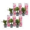 Hydrangea Bicolor 'Camilla' Roze - Set Van 6 - Pot 9cm - Hoogte 25-40cm -Goedkope Planten winkel 1000046213