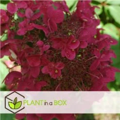 Hydrangea 'Wim's Red' - Pluimhortensia - Pot 19cm - Hoogte 25-40cm -Goedkope Planten winkel 1000046217 0101