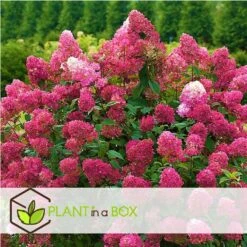 Hydrangea 'Wim's Red' - Pluimhortensia - Pot 19cm - Hoogte 25-40cm -Goedkope Planten winkel 1000046217 0103