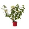 Hydrangea 'Wim's Red' - Pluimhortensia - Pot 19cm - Hoogte 25-40cm -Goedkope Planten winkel 1000046217