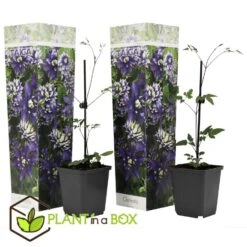 Clematis Taiga - Set Van 2 - Winterharde Klimplanten - Pot 9cm - Hoogte 25-40cm -Goedkope Planten winkel 1000046220 0102