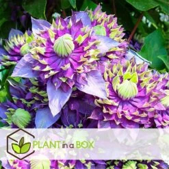 Clematis Taiga - Set Van 2 - Winterharde Klimplanten - Pot 9cm - Hoogte 25-40cm -Goedkope Planten winkel 1000046220 0103