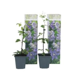Clematis Taiga - Set Van 2 - Winterharde Klimplanten - Pot 9cm - Hoogte 25-40cm