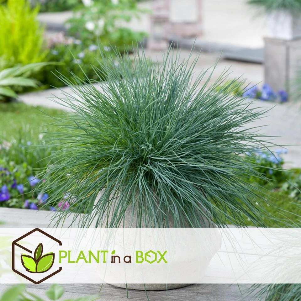 Festuca Glauca 'Elijah Blue' - Set Van 3 Festuca - Pot 9cm - Hoogte 10-15cm 2 Festuca Glauca 'Elijah Blue' - Set Van 3 Festuca - Pot 9cm - Hoogte 10-15cm - Afbeelding 2