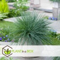 Festuca Glauca 'Elijah Blue' - Set Van 3 Festuca - Pot 9cm - Hoogte 10-15cm 6 Festuca Glauca 'Elijah Blue' - Set Van 3 Festuca - Pot 9cm - Hoogte 10-15cm -Goedkope Planten winkel 1000046224 0102