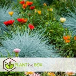 Festuca Glauca 'Elijah Blue' - Set Van 3 Festuca - Pot 9cm - Hoogte 10-15cm 7 Festuca Glauca 'Elijah Blue' - Set Van 3 Festuca - Pot 9cm - Hoogte 10-15cm -Goedkope Planten winkel 1000046224 0103