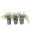 Festuca Glauca 'Elijah Blue' - Set Van 3 Festuca - Pot 9cm - Hoogte 10-15cm 9 Festuca Glauca 'Elijah Blue' - Set Van 3 Festuca - Pot 9cm - Hoogte 10-15cm -Goedkope Planten winkel 1000046224