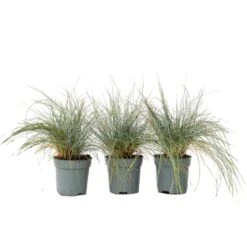 Festuca Glauca 'Elijah Blue' - Set Van 3 Festuca - Pot 9cm - Hoogte 10-15cm
