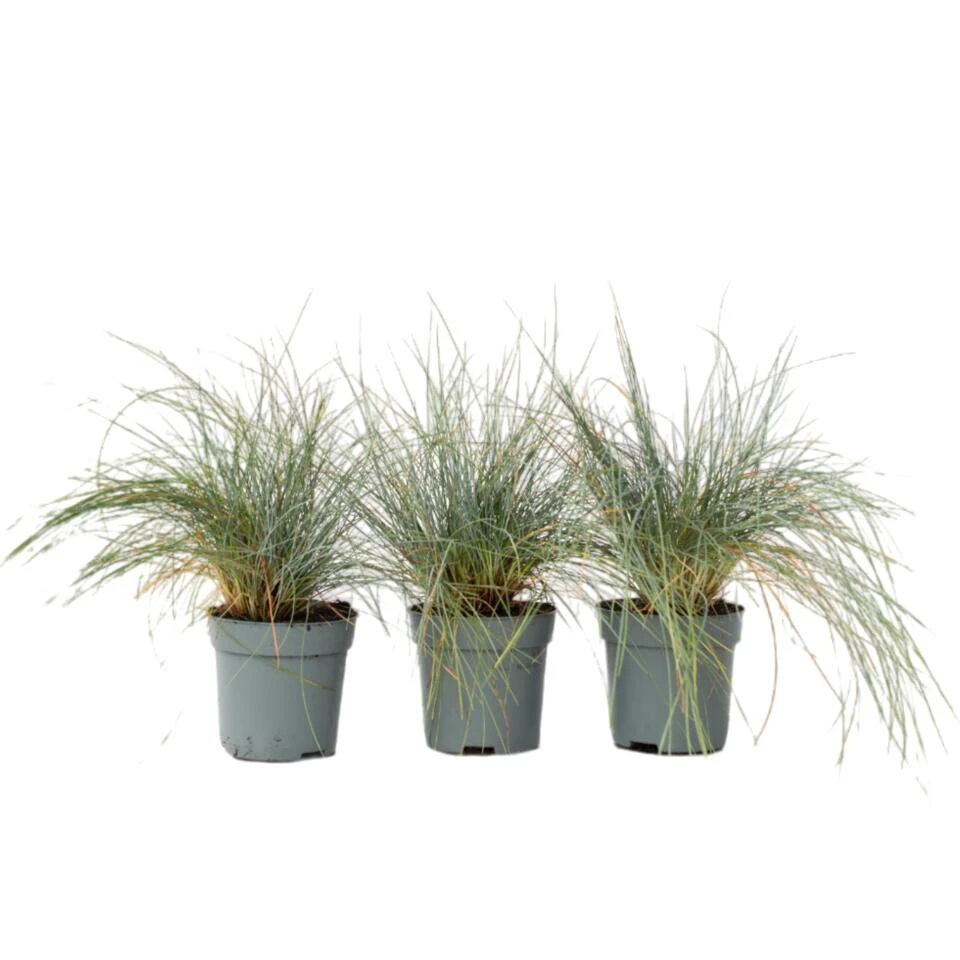 Festuca Glauca 'Elijah Blue' - Set Van 3 Festuca - Pot 9cm - Hoogte 10-15cm 1 Festuca Glauca 'Elijah Blue' - Set Van 3 Festuca - Pot 9cm - Hoogte 10-15cm