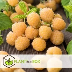 Framboosplanten - Set Van 6 - Gele Framboosplanten - Pot 9cm - Hoogte 25-40cm -Goedkope Planten winkel 1000046231 0102