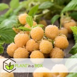 Framboosplanten - Set Van 6 - Gele Framboosplanten - Pot 9cm - Hoogte 25-40cm -Goedkope Planten winkel 1000046231 0103