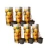 Framboosplanten - Set Van 6 - Gele Framboosplanten - Pot 9cm - Hoogte 25-40cm -Goedkope Planten winkel 1000046231