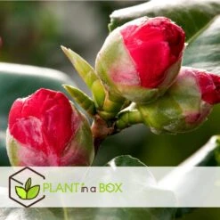 Camellia Japonica - Mix Van 6 - Rozen - Rood,wit,roze - Pot 9cm - Hoogte 25-40cm -Goedkope Planten winkel 1000046233 0101