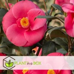 Camellia Japonica - Mix Van 6 - Rozen - Rood,wit,roze - Pot 9cm - Hoogte 25-40cm -Goedkope Planten winkel 1000046233 0103