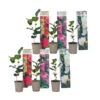 Camellia Japonica - Mix Van 6 - Rozen - Rood,wit,roze - Pot 9cm - Hoogte 25-40cm -Goedkope Planten winkel 1000046233
