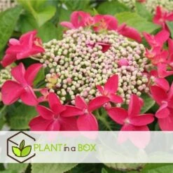 Hortensia Teller - Set Van 3 - Roze - Tuinhortensia - Pot 9cm - Hoogte 25-40cm -Goedkope Planten winkel 1000046234 0102