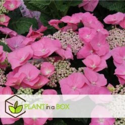 Hortensia Teller - Set Van 3 - Roze - Tuinhortensia - Pot 9cm - Hoogte 25-40cm -Goedkope Planten winkel 1000046234 0103