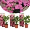 Hortensia Teller - Set Van 3 - Roze - Tuinhortensia - Pot 9cm - Hoogte 25-40cm -Goedkope Planten winkel 1000046234