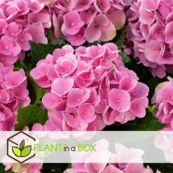 Hydrangea Macrophylla - Mix Van 3 - Hortensia - Pot 9cm - Hoogte 25-40cm -Goedkope Planten winkel 1000046245 0103