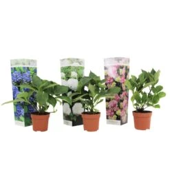Hydrangea Macrophylla - Mix Van 3 - Hortensia - Pot 9cm - Hoogte 25-40cm
