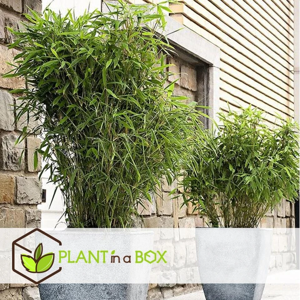 Fargesia Rufa - Set Van 6 - Niet Woekerende Bamboe - Pot 13cm - Hoogte 25-40cm 2 Fargesia Rufa - Set Van 6 - Niet Woekerende Bamboe - Pot 13cm - Hoogte 25-40cm - Afbeelding 2