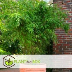 Fargesia Rufa - Set Van 6 - Niet Woekerende Bamboe - Pot 13cm - Hoogte 25-40cm 7 Fargesia Rufa - Set Van 6 - Niet Woekerende Bamboe - Pot 13cm - Hoogte 25-40cm -Goedkope Planten winkel 1000046247 0103