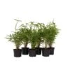 Fargesia Rufa - Set Van 6 - Niet Woekerende Bamboe - Pot 13cm - Hoogte 25-40cm -Goedkope Planten winkel 1000046247