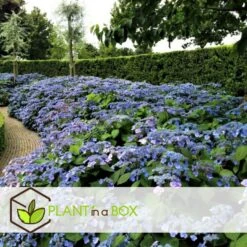 Hydrangea Serrata Summerglow - Set Van 2 - Hortensia - Pot 19cm - Hoogte 25-40cm -Goedkope Planten winkel 1000046251 0102