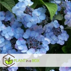 Hydrangea Serrata Summerglow - Set Van 2 - Hortensia - Pot 19cm - Hoogte 25-40cm -Goedkope Planten winkel 1000046251 0103