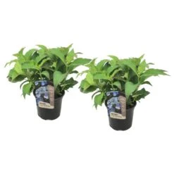 Hydrangea Serrata Summerglow - Set Van 2 - Hortensia - Pot 19cm - Hoogte 25-40cm