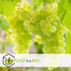 Druivenplanten - Mix Van 6 - Vitis Vinifera - Druif - Pot 9cm - Hoogte 25-40cm -Goedkope Planten winkel 1000046259 0102