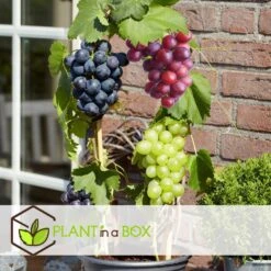 Druivenplanten - Mix Van 6 - Vitis Vinifera - Druif - Pot 9cm - Hoogte 25-40cm -Goedkope Planten winkel 1000046259 0103