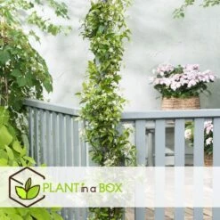 Jasmijn XL - Klimplant - Pot 17cm - Hoogte 110-120cm -Goedkope Planten winkel 1000046266 0102