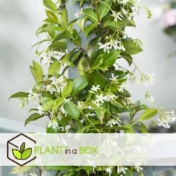 Jasmijn XL - Klimplant - Pot 17cm - Hoogte 110-120cm -Goedkope Planten winkel 1000046266 0103
