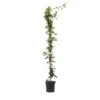 Jasmijn XL - Klimplant - Pot 17cm - Hoogte 110-120cm -Goedkope Planten winkel 1000046266