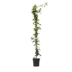 Jasmijn XL - Klimplant - Pot 17cm - Hoogte 110-120cm