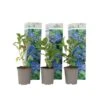 Hydrangea Macrophylla - Blauw - Set Van 3 - Hortensia - Pot 9cm - Hoogte 25-40cm