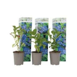 Hydrangea Macrophylla - Blauw - Set Van 3 - Hortensia - Pot 9cm - Hoogte 25-40cm