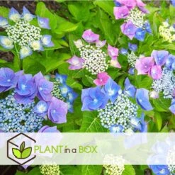 Hortensia Teller - Mix Van 6 - Tuinhortensia - Pot 9cm - Hoogte 25-40cm -Goedkope Planten winkel 1000046269 0102