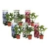 Hortensia Teller - Mix Van 6 - Tuinhortensia - Pot 9cm - Hoogte 25-40cm -Goedkope Planten winkel 1000046269