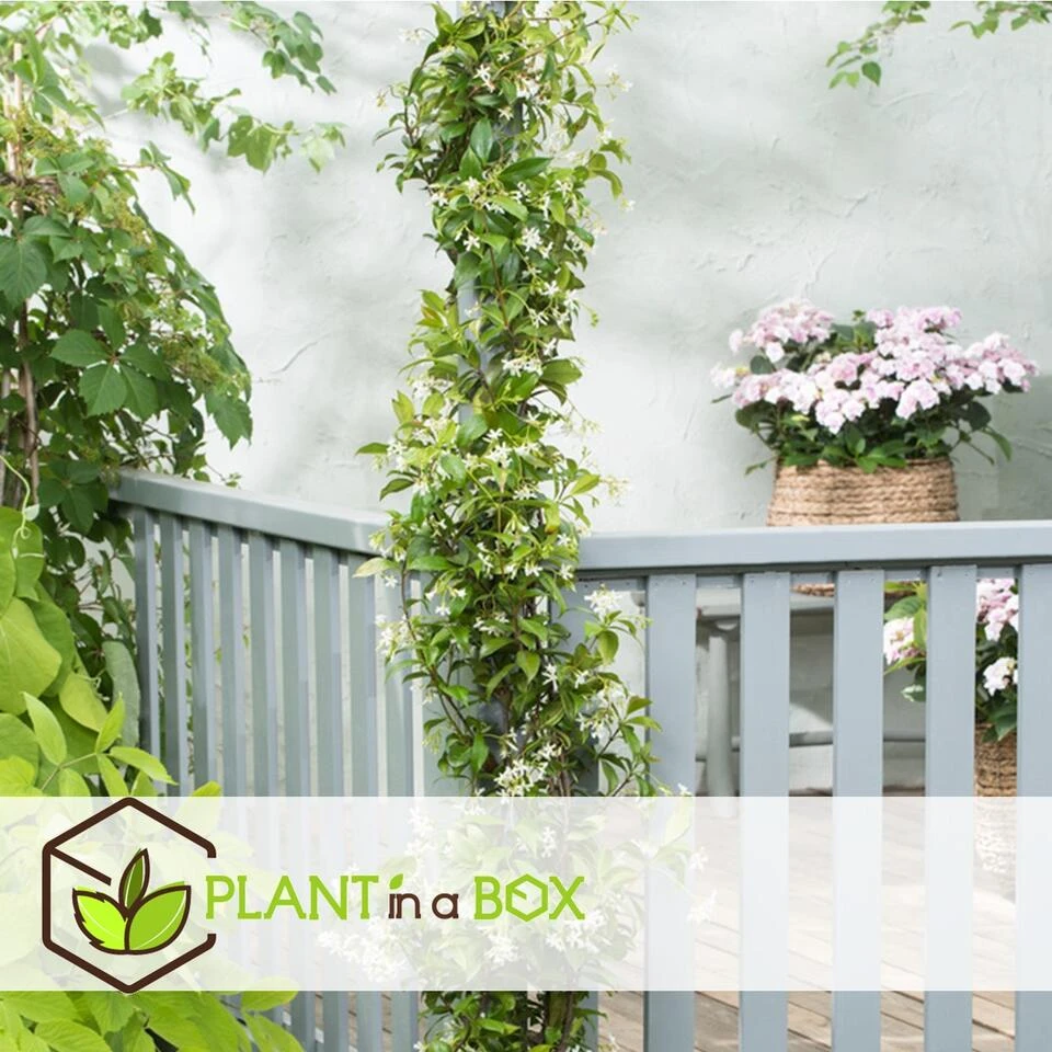 Jasmijn XL - Set Van 2 - Klimplant - Pot 17cm - Hoogte 110-120cm 2 Jasmijn XL - Set Van 2 - Klimplant - Pot 17cm - Hoogte 110-120cm - Afbeelding 2