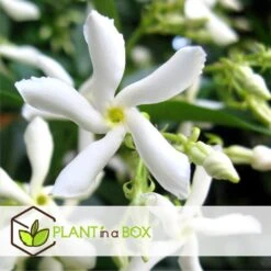 Jasmijn XL - Set Van 2 - Klimplant - Pot 17cm - Hoogte 110-120cm 7 Jasmijn XL - Set Van 2 - Klimplant - Pot 17cm - Hoogte 110-120cm -Goedkope Planten winkel 1000046270 0103