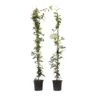 Jasmijn XL - Set Van 2 - Klimplant - Pot 17cm - Hoogte 110-120cm -Goedkope Planten winkel 1000046270