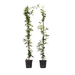 Jasmijn XL - Set Van 2 - Klimplant - Pot 17cm - Hoogte 110-120cm